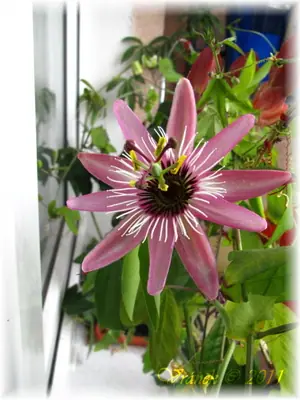 Mučenka (Passiflora) - vše o mučenkách