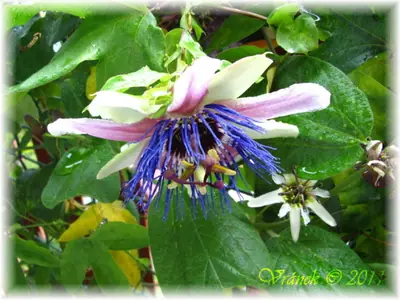 Mučenka (Passiflora) - vše o mučenkách