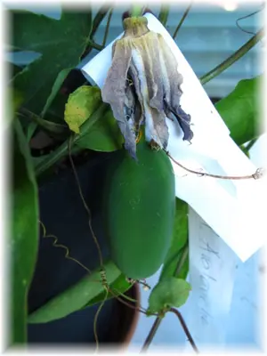 Mučenka (Passiflora) - vše o mučenkách