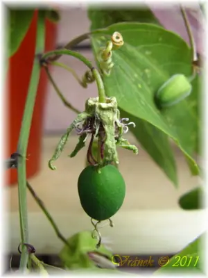 Mučenka (Passiflora) - vše o mučenkách