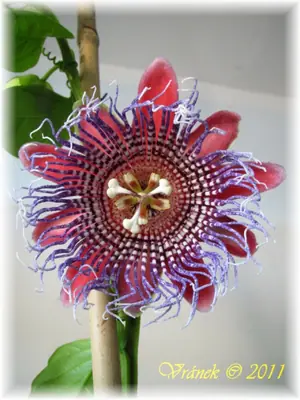 Mučenka (Passiflora) - vše o mučenkách