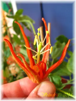 Mučenka (Passiflora) - vše o mučenkách