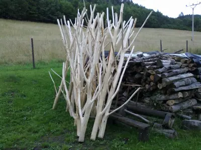 Prosím poradíte o jaký strom se jedná?