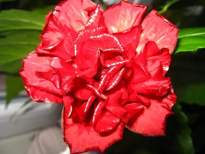 Pokojový ibišek - druh