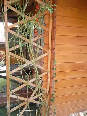Kdy a jjak se stříhají růže
