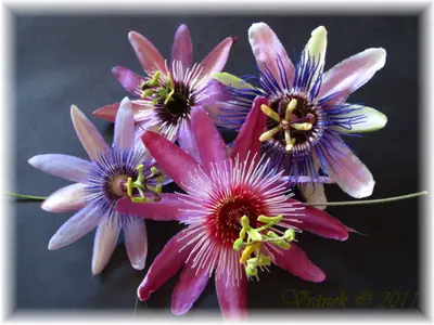 Mučenka (Passiflora) - vše o mučenkách