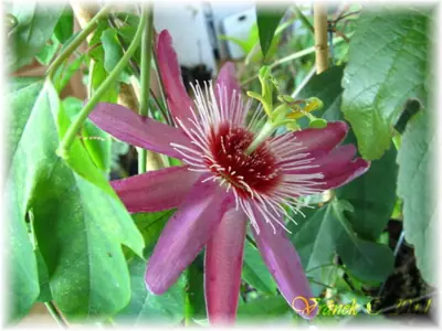 Mučenka (Passiflora) - vše o mučenkách