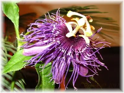 Mučenka (Passiflora) - vše o mučenkách