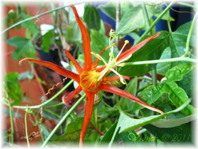 Mučenka (Passiflora) - vše o mučenkách