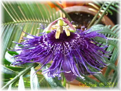 Mučenka (Passiflora) - vše o mučenkách