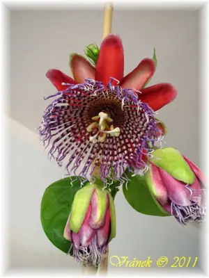 Mučenka (Passiflora) - vše o mučenkách