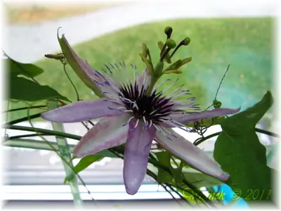 Mučenka (Passiflora) - vše o mučenkách