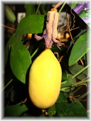 Mučenka (Passiflora) - vše o mučenkách
