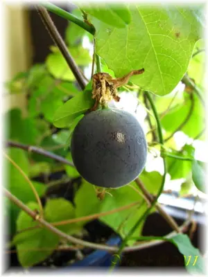 Mučenka (Passiflora) - vše o mučenkách