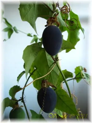 Mučenka (Passiflora) - vše o mučenkách