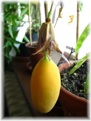 Mučenka (Passiflora) - vše o mučenkách