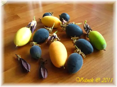 Mučenka (Passiflora) - vše o mučenkách