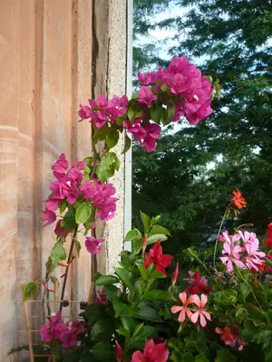 Bugénvilea
