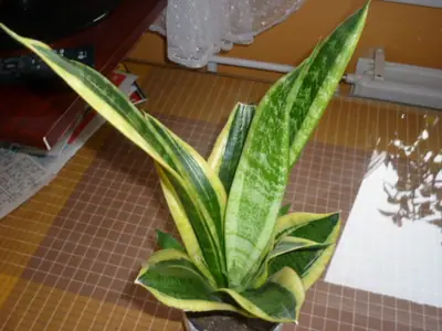Tenura