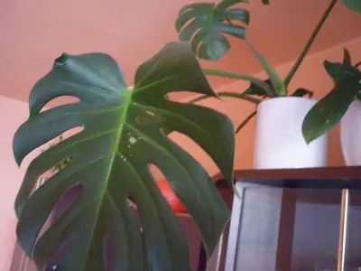 Monstera