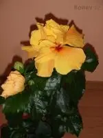 Ibišek - pěstování, fotky, výměna