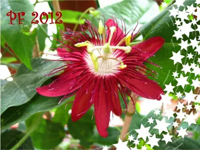 Mučenka (Passiflora) - vše o mučenkách