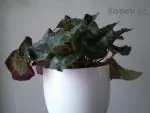 Brambořík