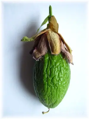 Mučenka (Passiflora) - vše o mučenkách