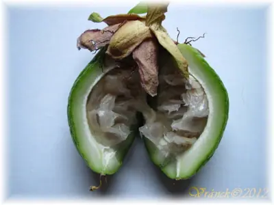 Mučenka (Passiflora) - vše o mučenkách