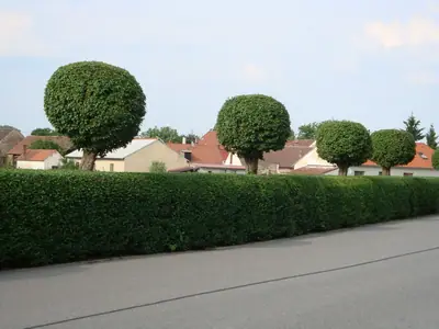 Hloh obecný