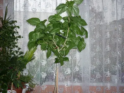 Ibišek - pěstování, fotky, výměna