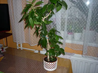 Ibišek - pěstování, fotky, výměna