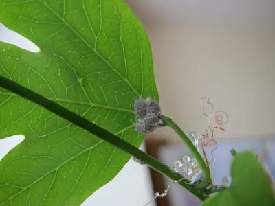 Mučenka (Passiflora) - vše o mučenkách