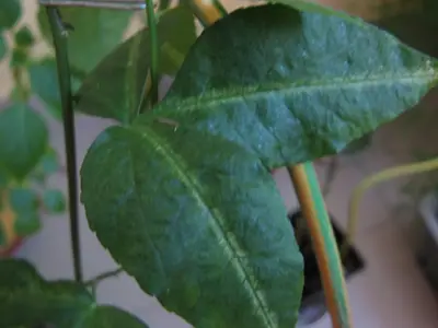 Mučenka (Passiflora) - vše o mučenkách