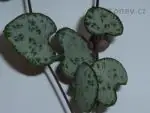 Svícník - pěstování, fotky