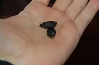 Má někdo nějaký dotaz? Sem s ním, rád odpovím!