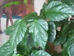 Ibišek