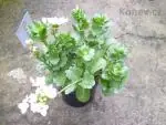 Kolopejka
