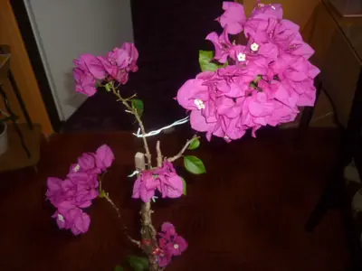 Bugénvilea