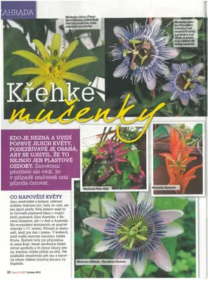Mučenka (Passiflora) - vše o mučenkách