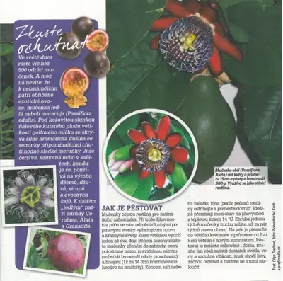Mučenka (Passiflora) - vše o mučenkách