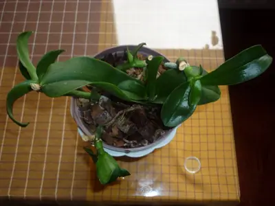 Orchidee květináč